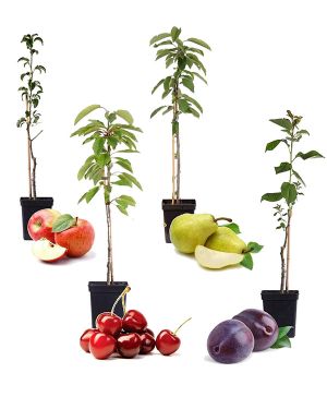 Set van 4 fruitboompjes 